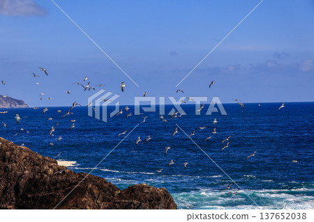Black-tailed gulls flying around Black-tailed gulls flying around 137652038