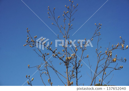 White Magnolia - March 2026 White Magnolia - March 2026 137652040