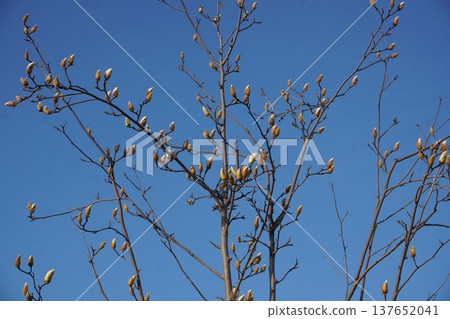 White Magnolia - March 2026 White Magnolia - March 2026 137652041
