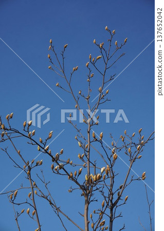White Magnolia - March 2026 White Magnolia - March 2026 137652042