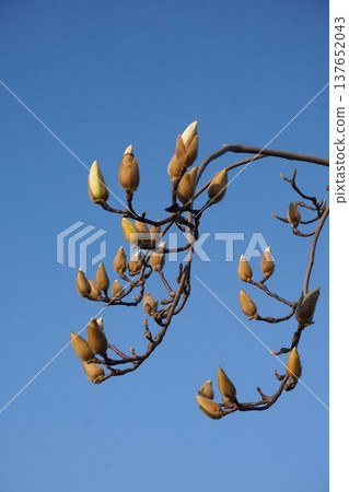 White Magnolia - March 2026 White Magnolia - March 2026 137652043