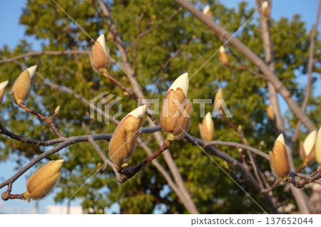 White Magnolia - March 2026 White Magnolia - March 2026 137652044