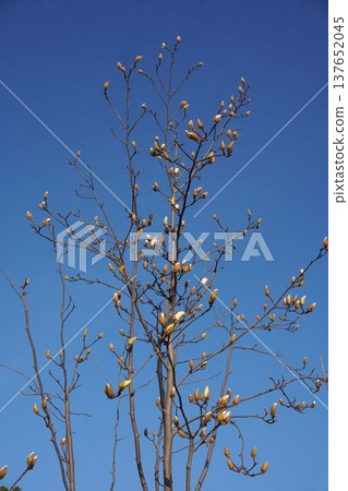 White Magnolia - March 2026 White Magnolia - March 2026 137652045