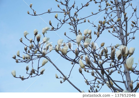 White Magnolia - March 2026 White Magnolia - March 2026 137652046