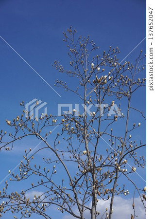 White Magnolia - March 2026 White Magnolia - March 2026 137652047