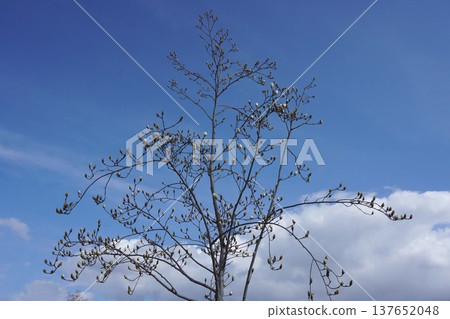 White Magnolia - March 2026 White Magnolia - March 2026 137652048