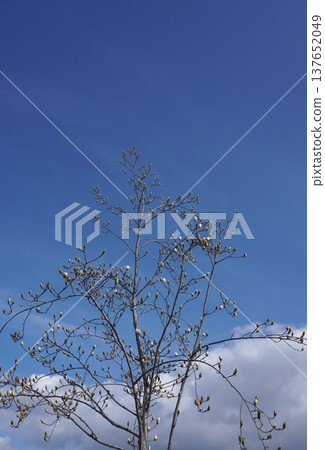 White Magnolia - March 2026 White Magnolia - March 2026 137652049