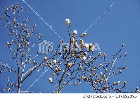 White Magnolia - March 2026 White Magnolia - March 2026 137652050