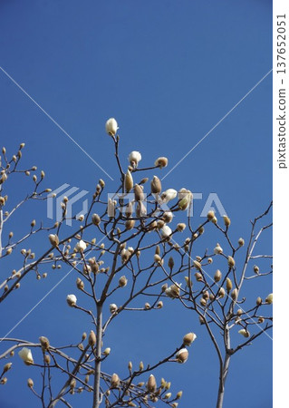 White Magnolia - March 2026 White Magnolia - March 2026 137652051