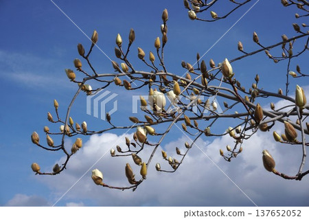 White Magnolia - March 2026 White Magnolia - March 2026 137652052