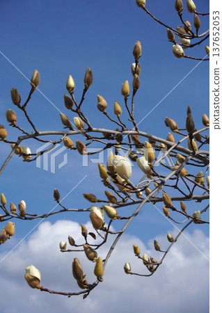 White Magnolia - March 2026 White Magnolia - March 2026 137652053