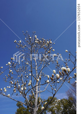 White Magnolia - March 2026 White Magnolia - March 2026 137652054