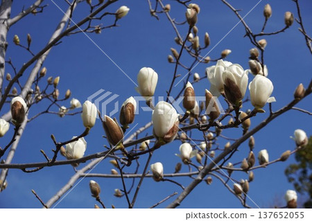 White Magnolia - March 2026 White Magnolia - March 2026 137652055