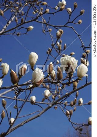 White Magnolia - March 2026 White Magnolia - March 2026 137652056