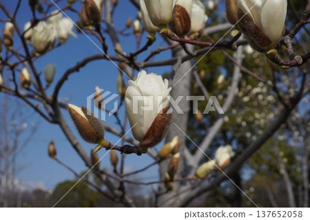 White Magnolia - March 2026 137652058