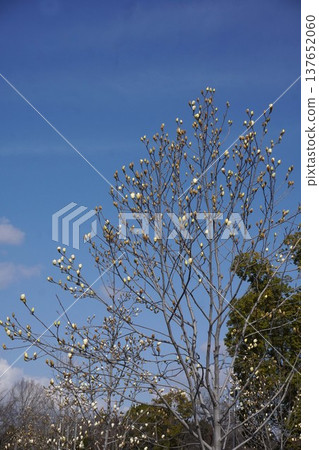 White Magnolia - March 2026 White Magnolia - March 2026 137652060