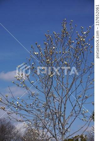 White Magnolia - March 2026 White Magnolia - March 2026 137652061