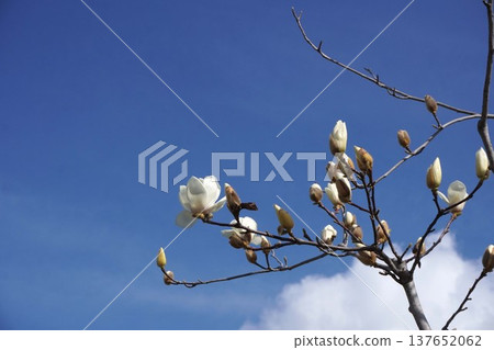 White Magnolia - March 2026 White Magnolia - March 2026 137652062