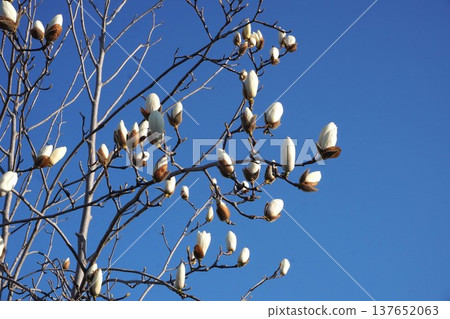 White Magnolia - March 2026 White Magnolia - March 2026 137652063