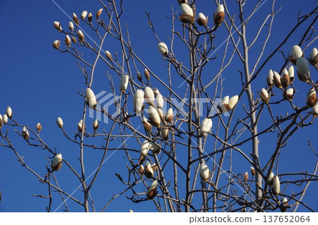 White Magnolia - March 2026 White Magnolia - March 2026 137652064