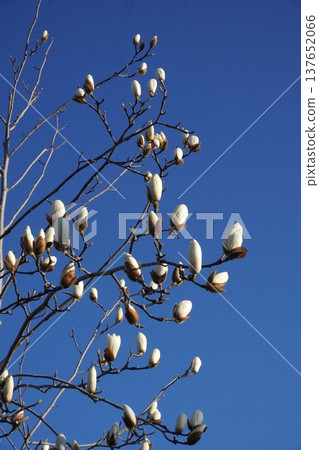 White Magnolia - March 2026 White Magnolia - March 2026 137652066