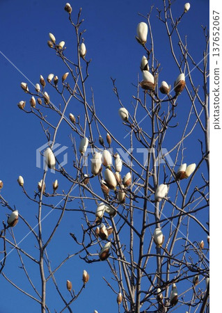White Magnolia - March 2026 White Magnolia - March 2026 137652067