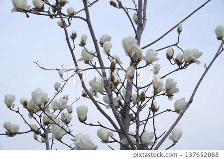 White Magnolia - March 2026 White Magnolia - March 2026 137652068