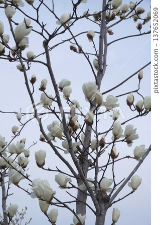 White Magnolia - March 2026 White Magnolia - March 2026 137652069