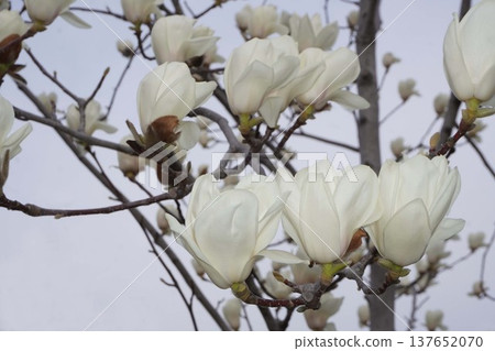 White Magnolia - March 2026 White Magnolia - March 2026 137652070