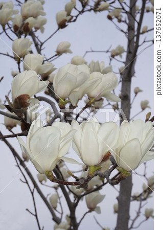 White Magnolia - March 2026 White Magnolia - March 2026 137652071