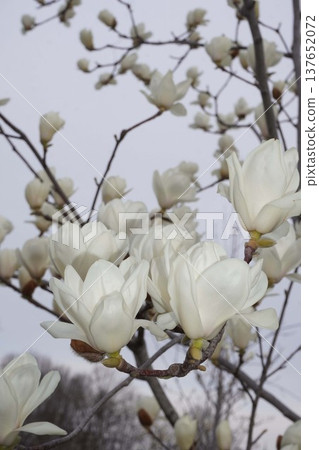 White Magnolia - March 2026 White Magnolia - March 2026 137652072