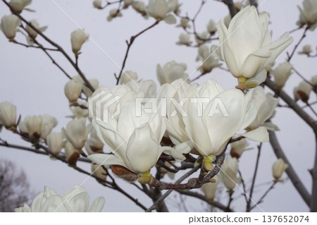 White Magnolia - March 2026 White Magnolia - March 2026 137652074