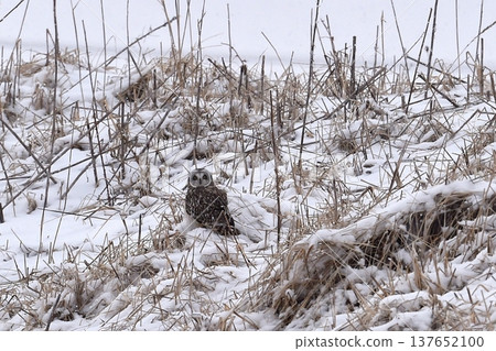 A short-eared owl stares at me from the grassy field. A short-eared owl stares at me from the grassy field. 137652100