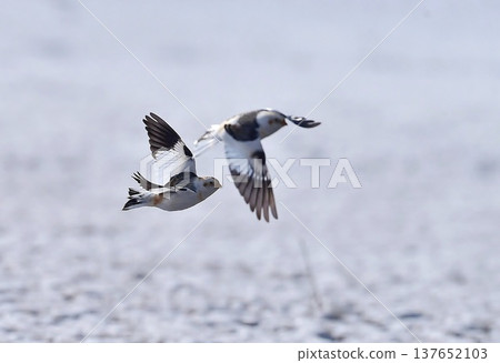 Snow buntings soaring over a snowfield 137652103