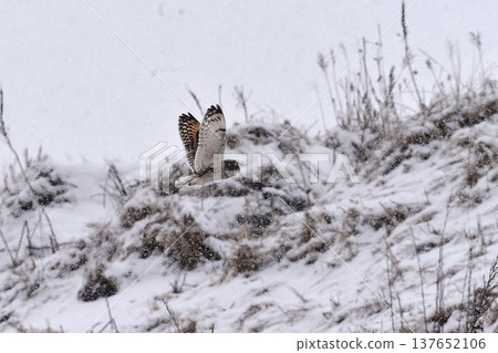 Hunting in a blizzard Hunting in a blizzard 137652106