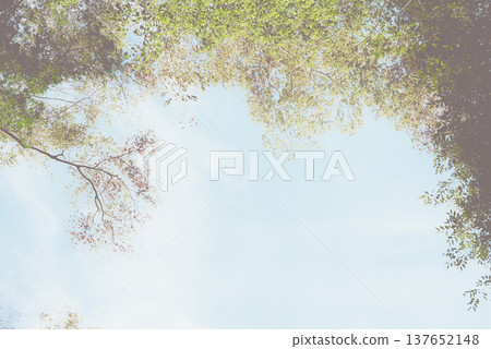 抬頭望向樹木和藍天。 抬頭望向樹木和藍天。 137652148