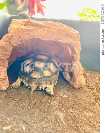 A sulcata tortoise relaxing inside its shelter. 137652160