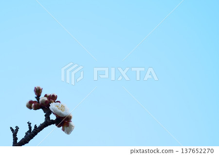Blue sky and plum blossoms: A natural spring backdrop. Blue sky and plum blossoms: A natural spring backdrop. 137652270