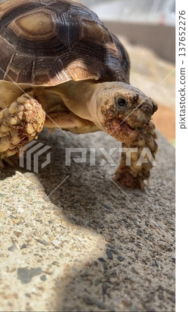 A sulcata tortoise with its face covered in food. 137652276