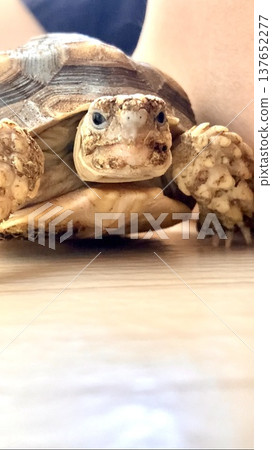 A relaxed African spurred tortoise 137652277