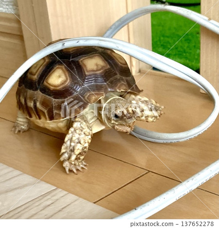 A sulcata tortoise crawling through electrical cords A sulcata tortoise crawling through electrical cords 137652278