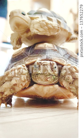 A sulcata tortoise looks unhappy with a figurine of it placed on top of it. 137652279