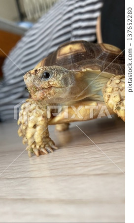 A sulcata tortoise freely roaming the room. 137652280