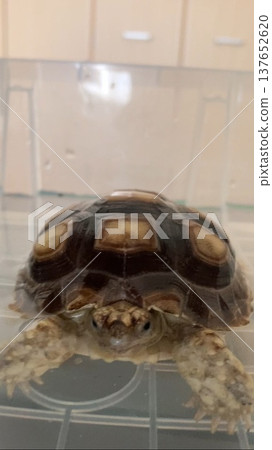 A sulcata tortoise puts its face in the warm water while taking a bath. A sulcata tortoise puts its face in the warm water while taking a bath. 137652620
