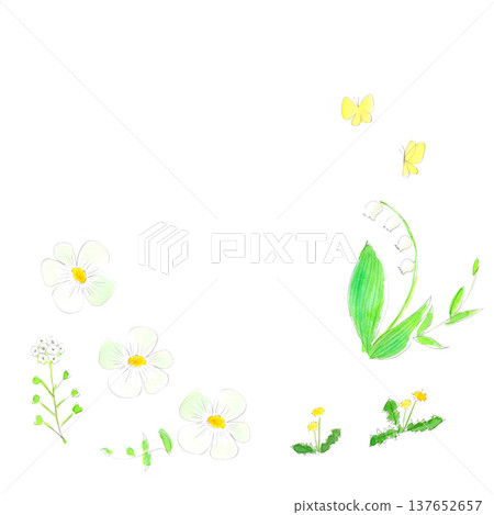 白色春花的水彩插畫 137652657