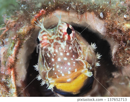 Black-tailed blenny with lots of whiskers Black-tailed blenny with lots of whiskers 137652713