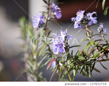 Rosemary Flower 137652719