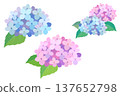 Watercolor-style hydrangea illustration set, vector material for the rainy season. 137652798