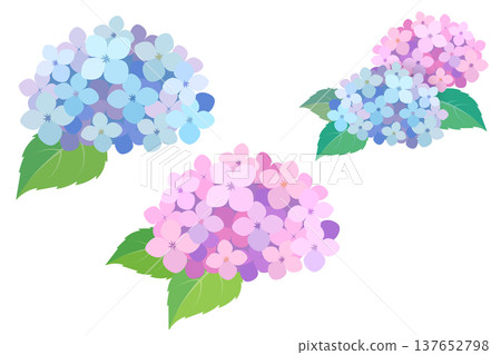 Watercolor-style hydrangea illustration set, vector material for the rainy season. 137652798