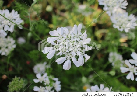 奧拉雅（Orlaya）從春季到初夏開花。 137652884